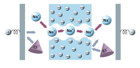 Fig.1-2 Permselectivity of Ion Exchange Membrane